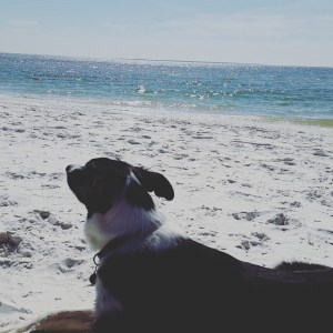 12705320_10153898845864929_2624015973083957238_n