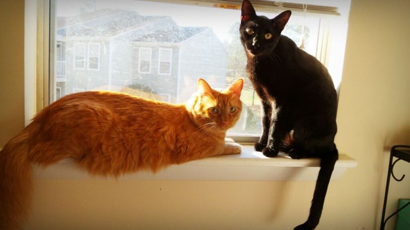 1782410_10152245140504929_1085467893_o