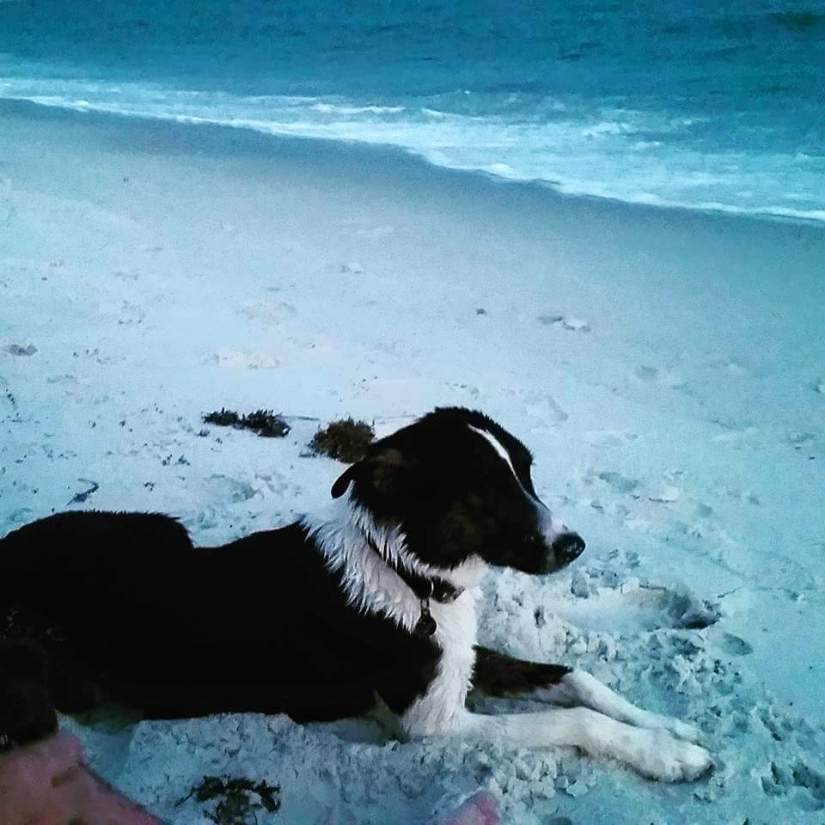 13962581_10154401082294929_6385102181751336967_n